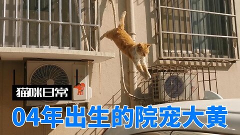 猫咪日常，院里的团宠，大姐大，至少八岁的大黄。| Cat Daily - Dahuang - at least eight years old cat.