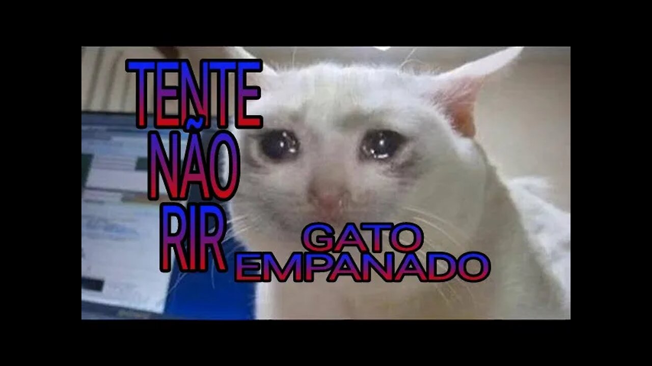 TENTE NÃO RIR - GATO EMPANADO😆