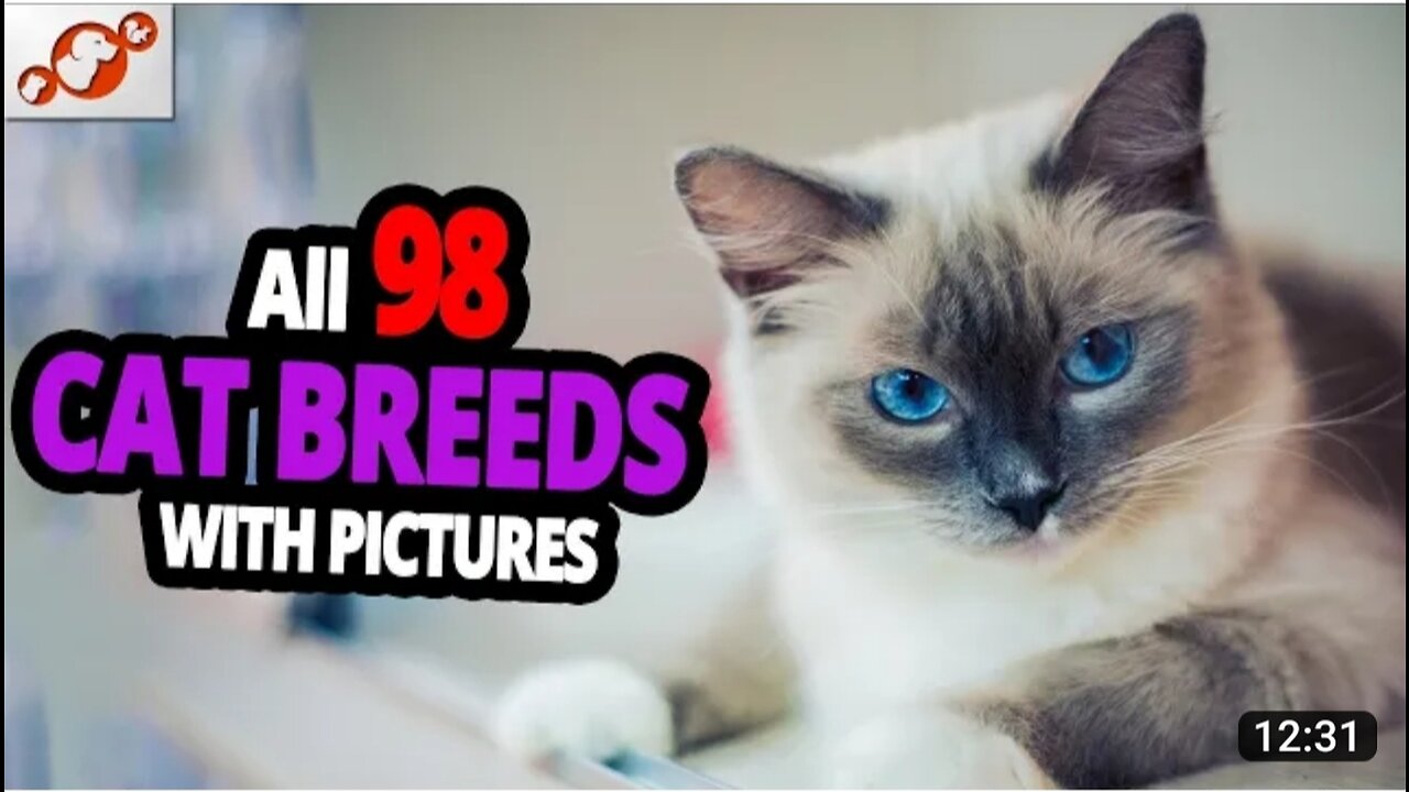 🐈 All Cats Breeds A—Z With pictures!(all 98 breedsin the world)