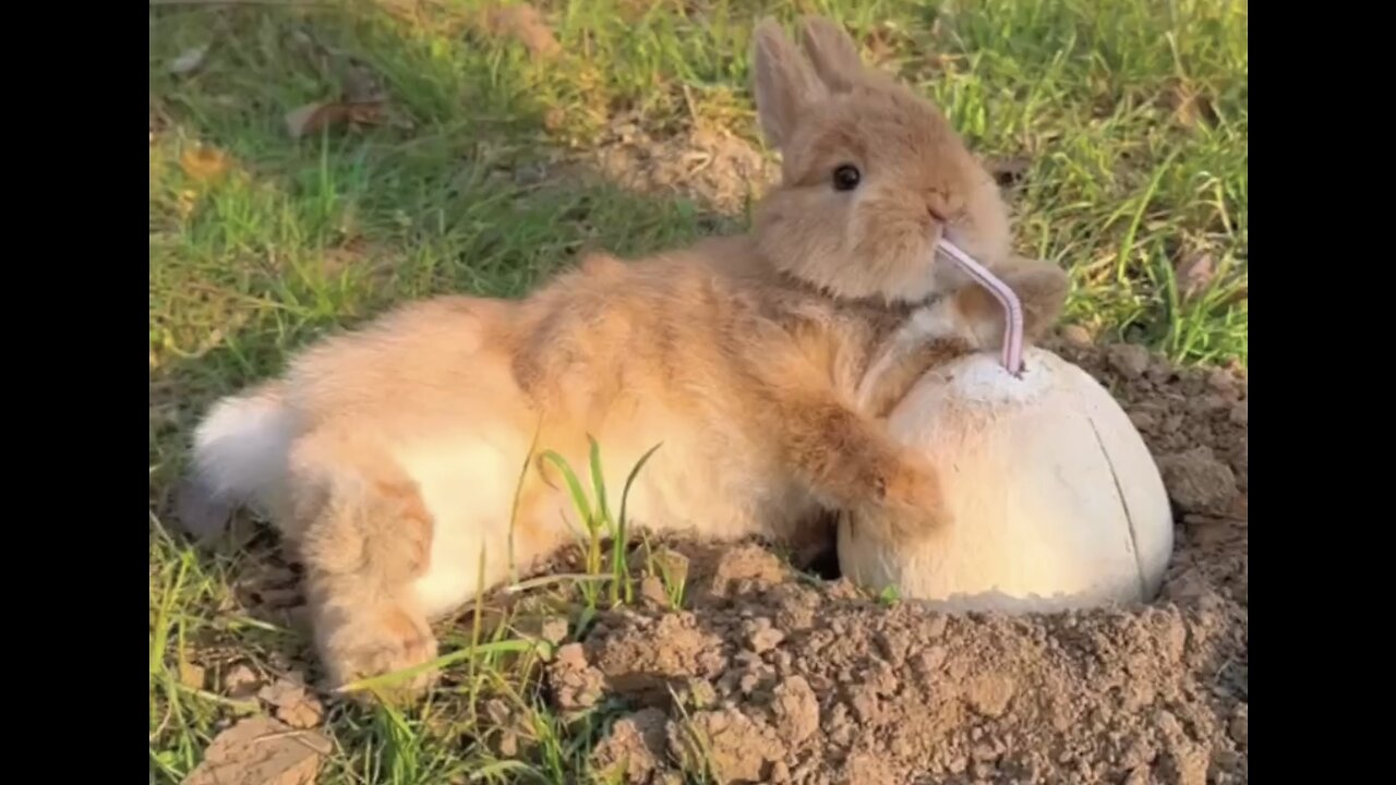 Cute rabbit😍😍😍relaxing very viral funny video