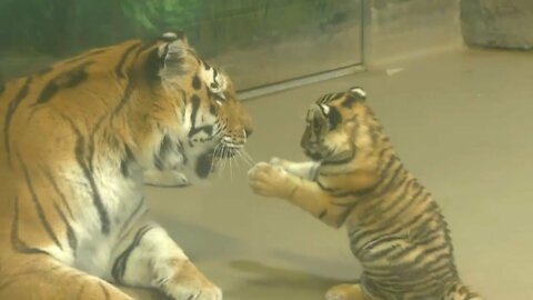 Adorable endangered Amur tiger cub plays with mom at Toronto Zoo