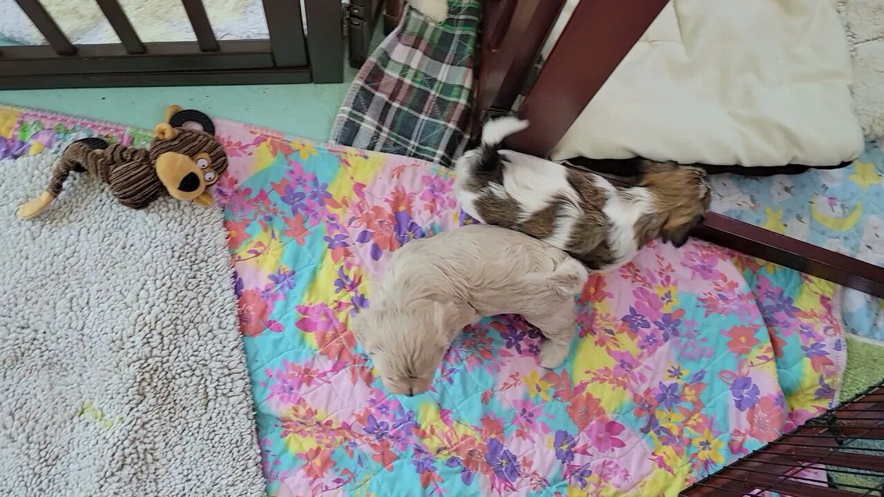 Lucas & Lydia/ First Day of Kibble