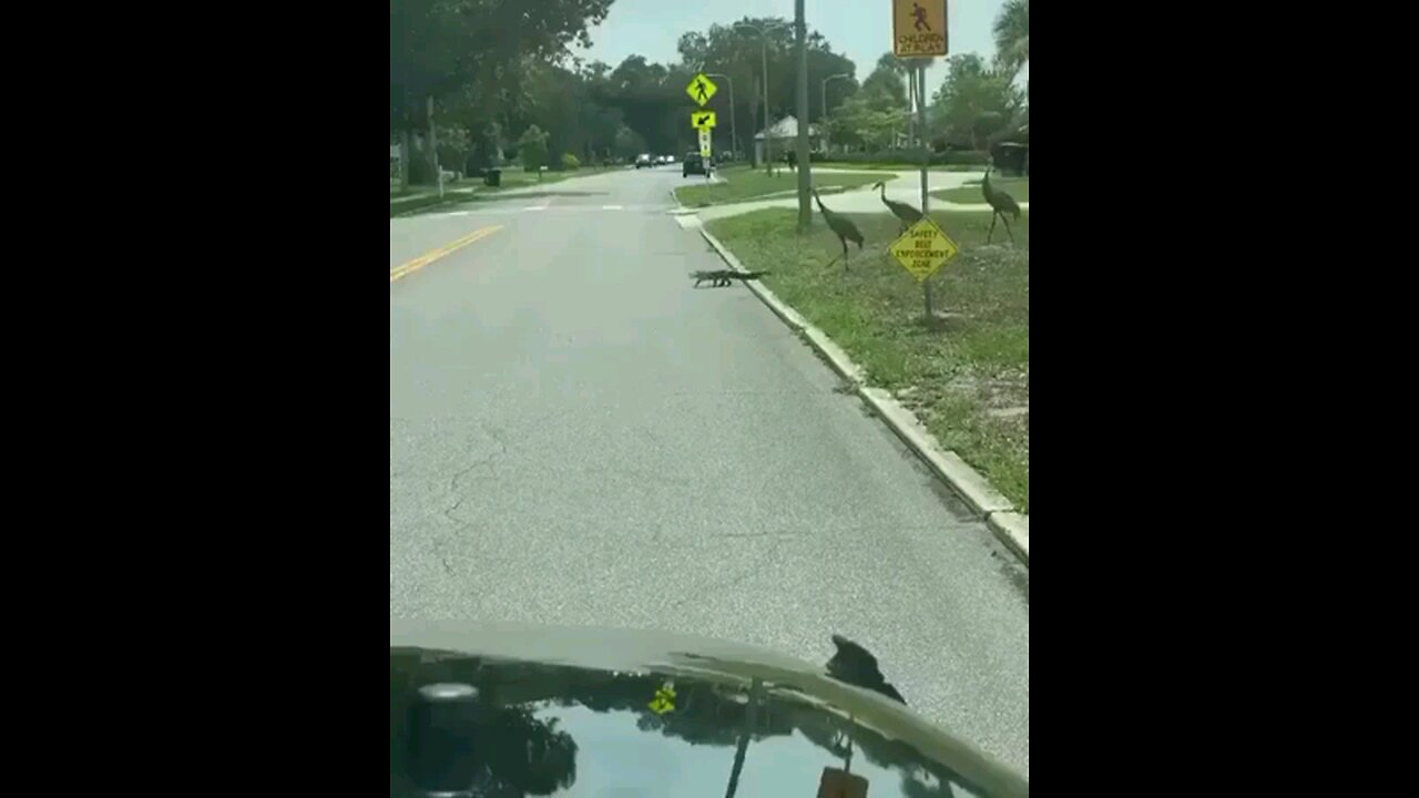 Baby Croc's Great Escape | 👶🐊 Feathery Traffic Patrol to the Rescue