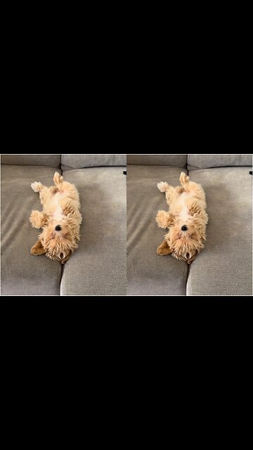 Maltipoo puppy sleeping on her back