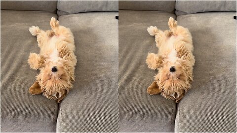 Maltipoo puppy sleeping on her back