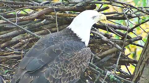 Hays Eagles V Arrives at the Nest 10.20.23 12:39