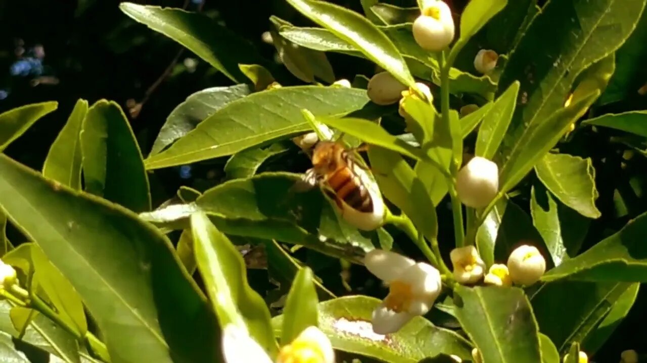 Flores del Tangerino. Abejas, Hormigas y un "Bicho Bolita" (15y17/09/2023)