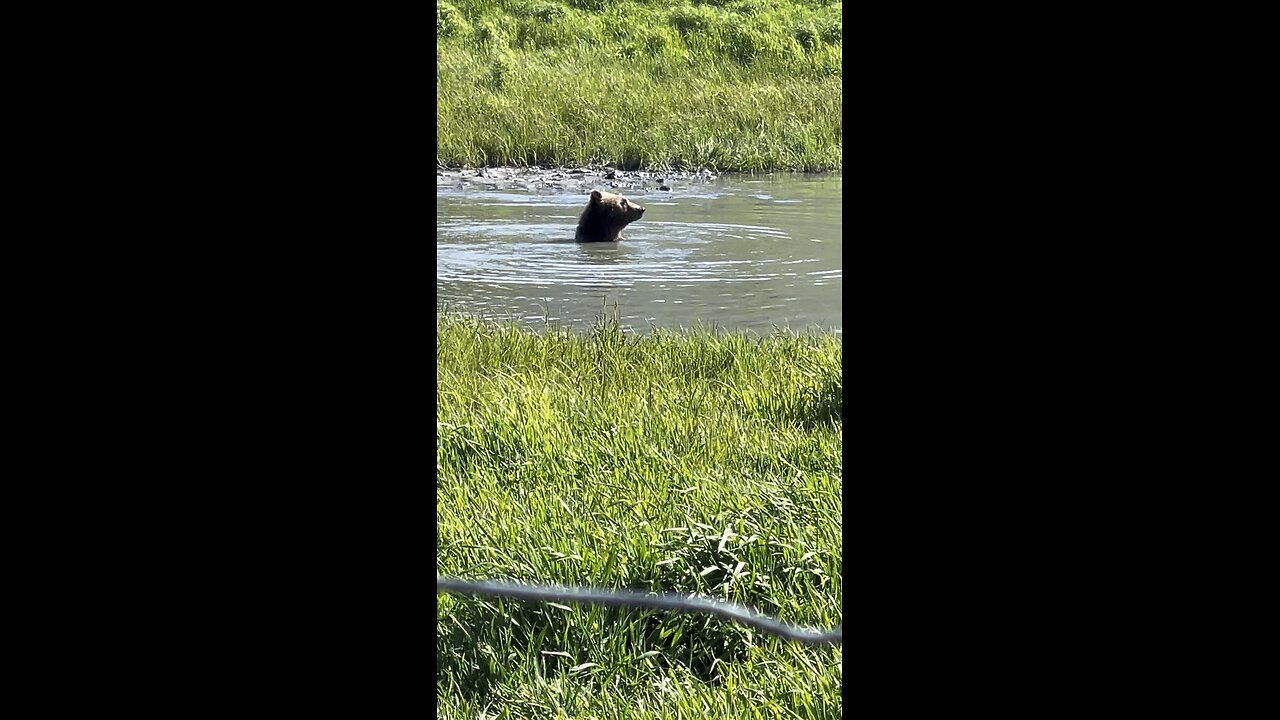 Brown Bear Cooling Off - Alaska Wildlife Conservation Center