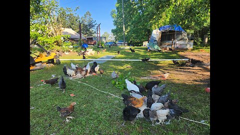 1000s of Chickens With 9 American Bullys As Their Protectors