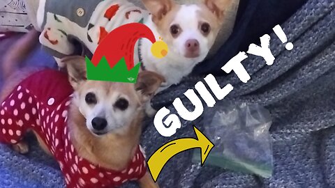 The Most Hilarious Canine Christmas Caper