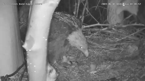 USS Eagles - Dad perches close in nest