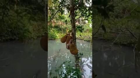 big buah nangka