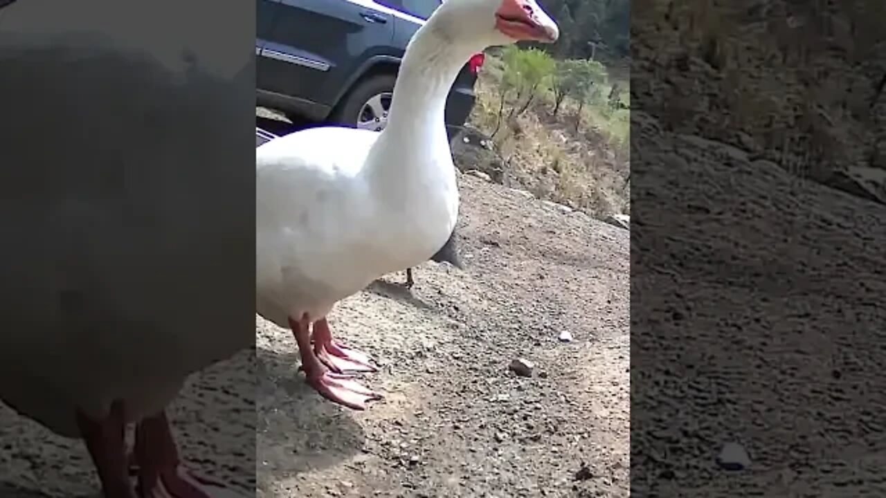 Owner tells Edwin the goose not to bite