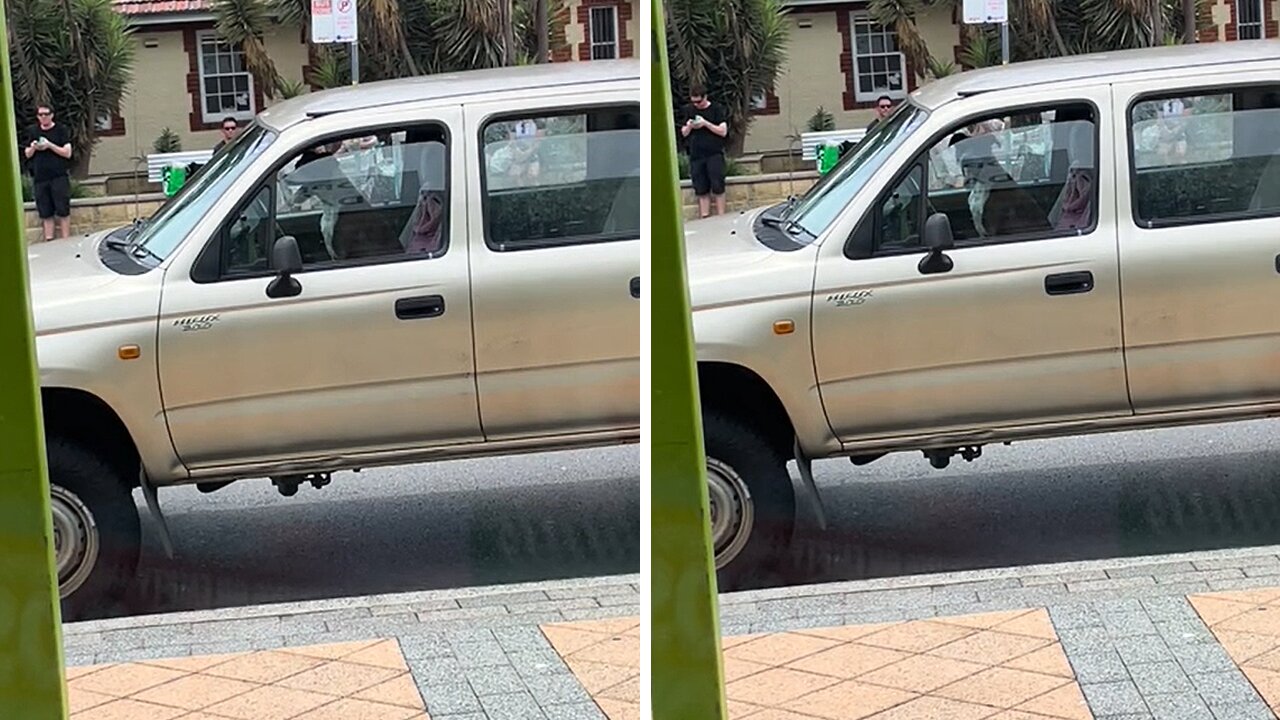 Impatient dog hilariously honks horn while waiting in the car