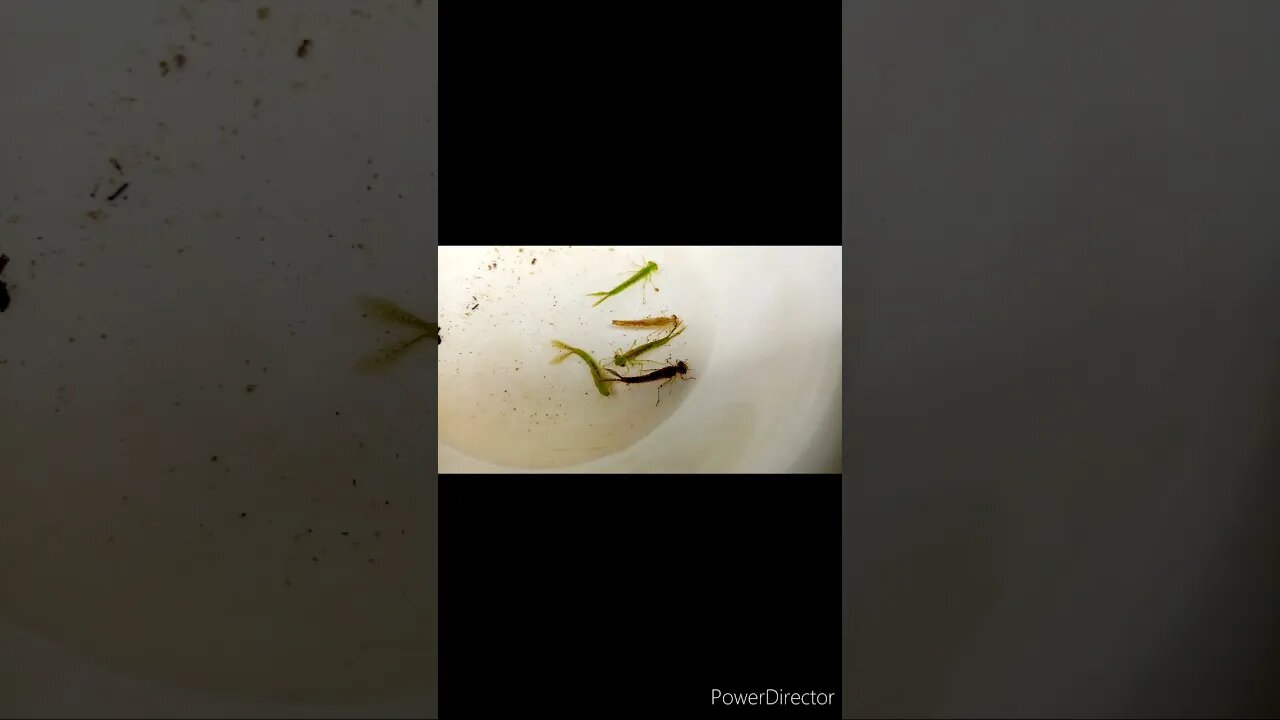 Baby Dragonflies | Youtube #shorts