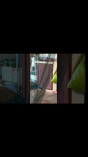 🦚PEACOCK VISIT IN THE MORNING #aloha