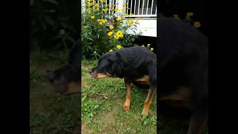 Rottweiler Time Stand Still #Shorts #rottweiler 💖