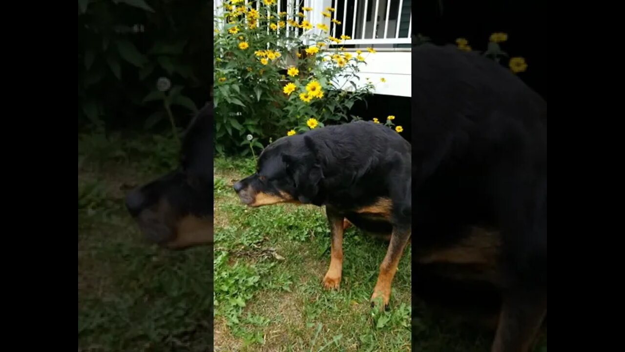 Rottweiler Time Stand Still #Shorts #rottweiler 💖