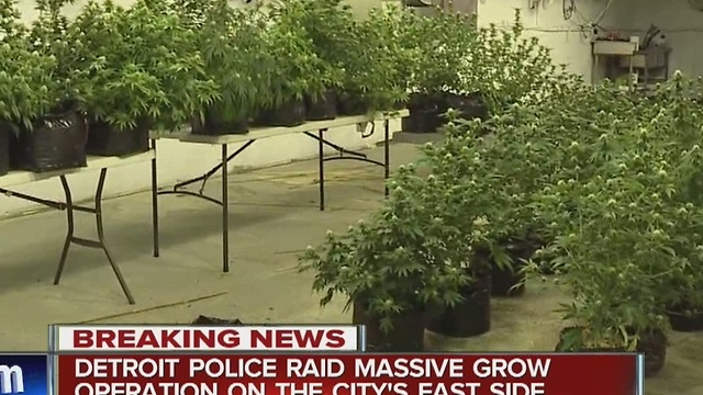 Detroit police bust illegal marijuana grow operation