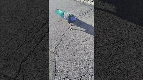 Feeding the birds in Jericho Long Island
