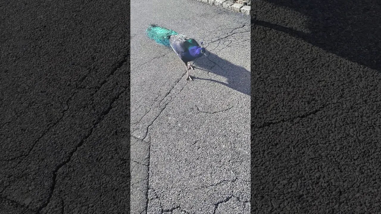 Feeding the birds in Jericho Long Island