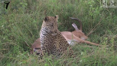 This Female Leopard Just Caught An Impala!!!