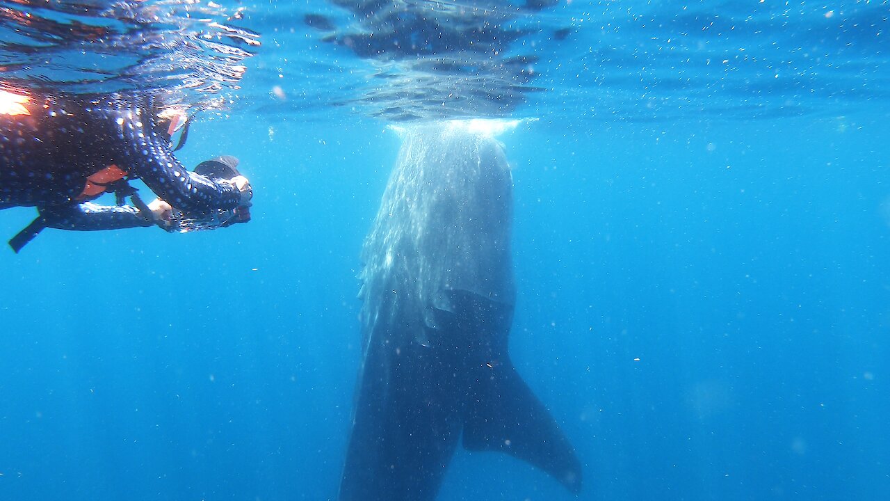 Wildlife videographers capture unusual whale shark feeding behavior