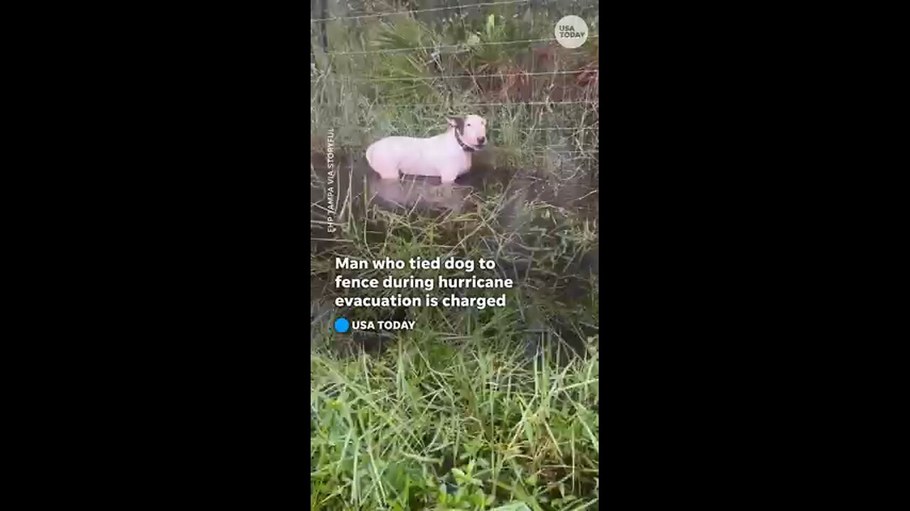 Man charged with tying dog to fence during Hurricane Milton evacuation #Shorts