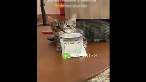 cutes cats movment caught on camera by Arsh078 #rumble #viral #cats #cutecats