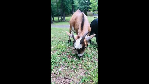 Introducing the Pygmy Goat 🐐 a VERY CUTE Pet