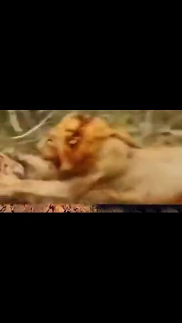 Safaris Are As Epic As They Are Brutal