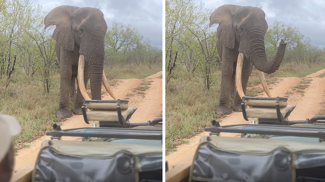 Friendly elephant says 'hi' to curious tourists