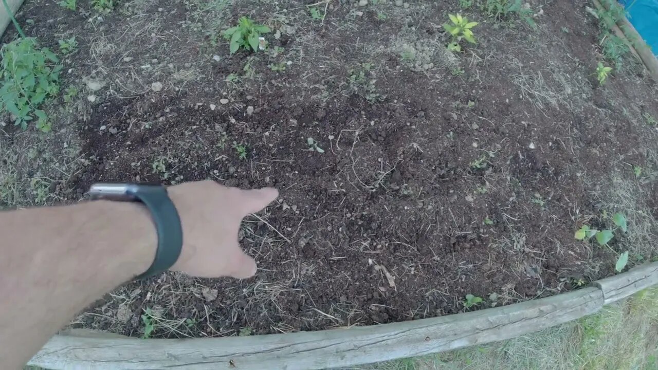 Garden Update 5/30/22