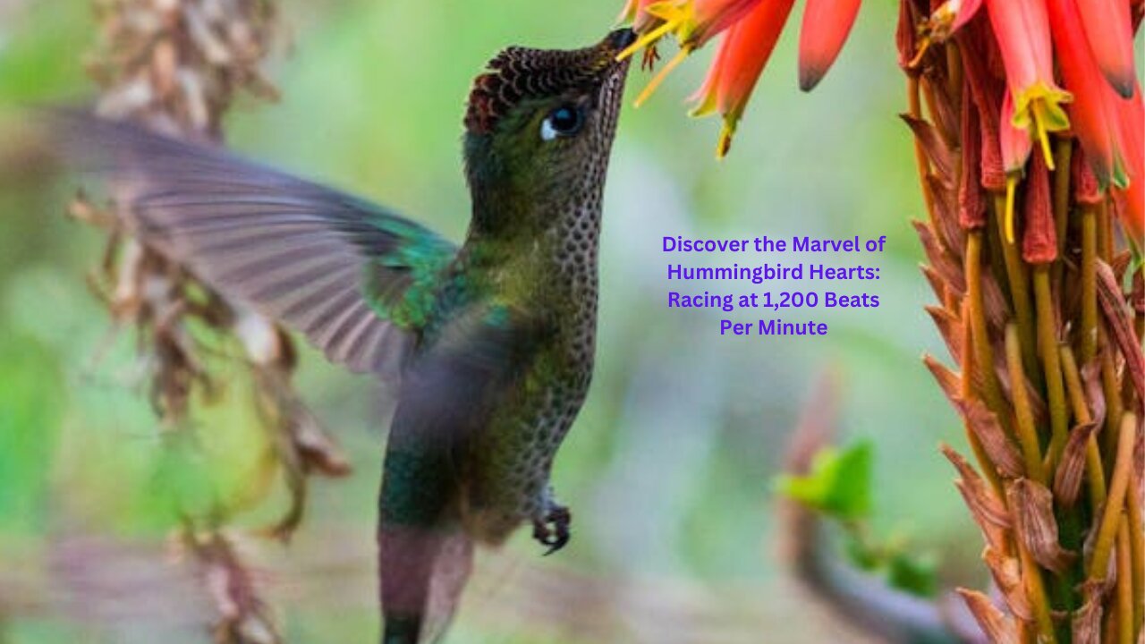 Discover the Marvel of Hummingbird Hearts: Racing at 1,200 Beats Per Minute