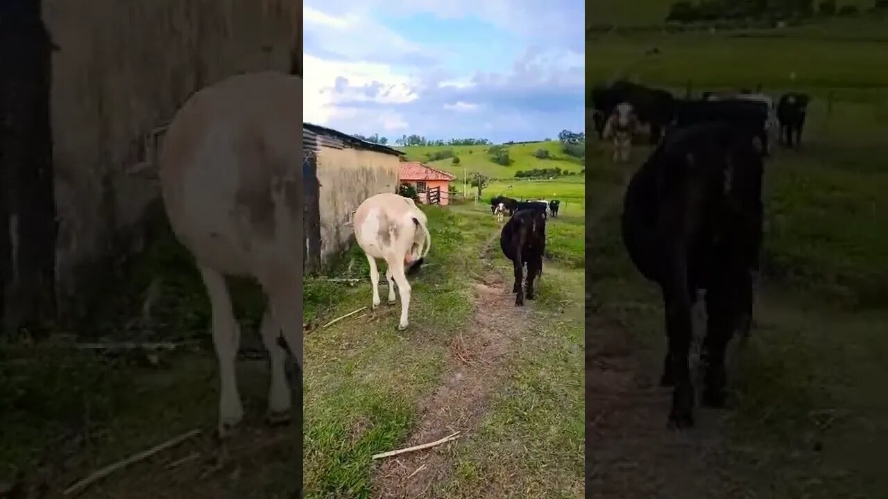 Rebanho olha os meninos aí