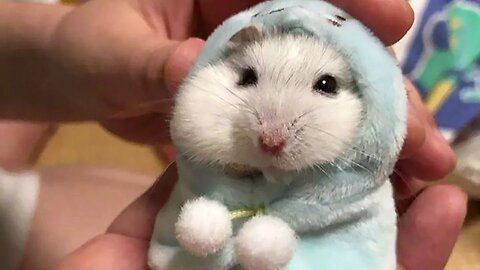 Funny and Cute Hamster Compilation