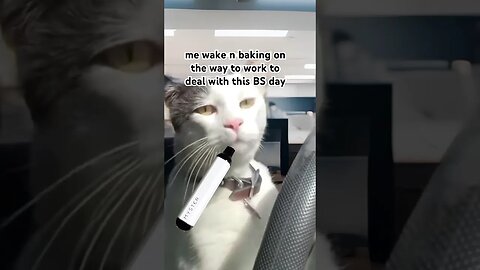 Cat Hitting the Cart 🛒