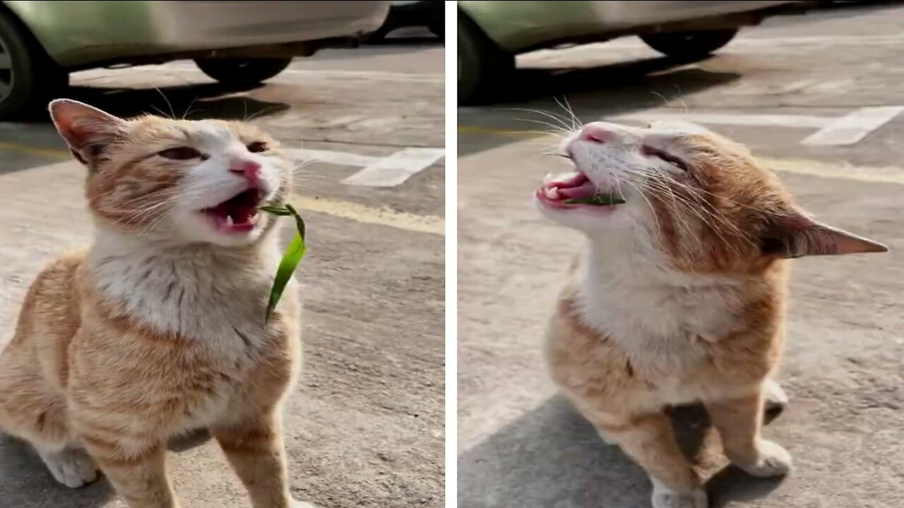 Cute Healthy Cat Eats Green , So its Happy