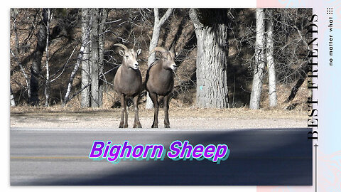 Bighorn Sheep