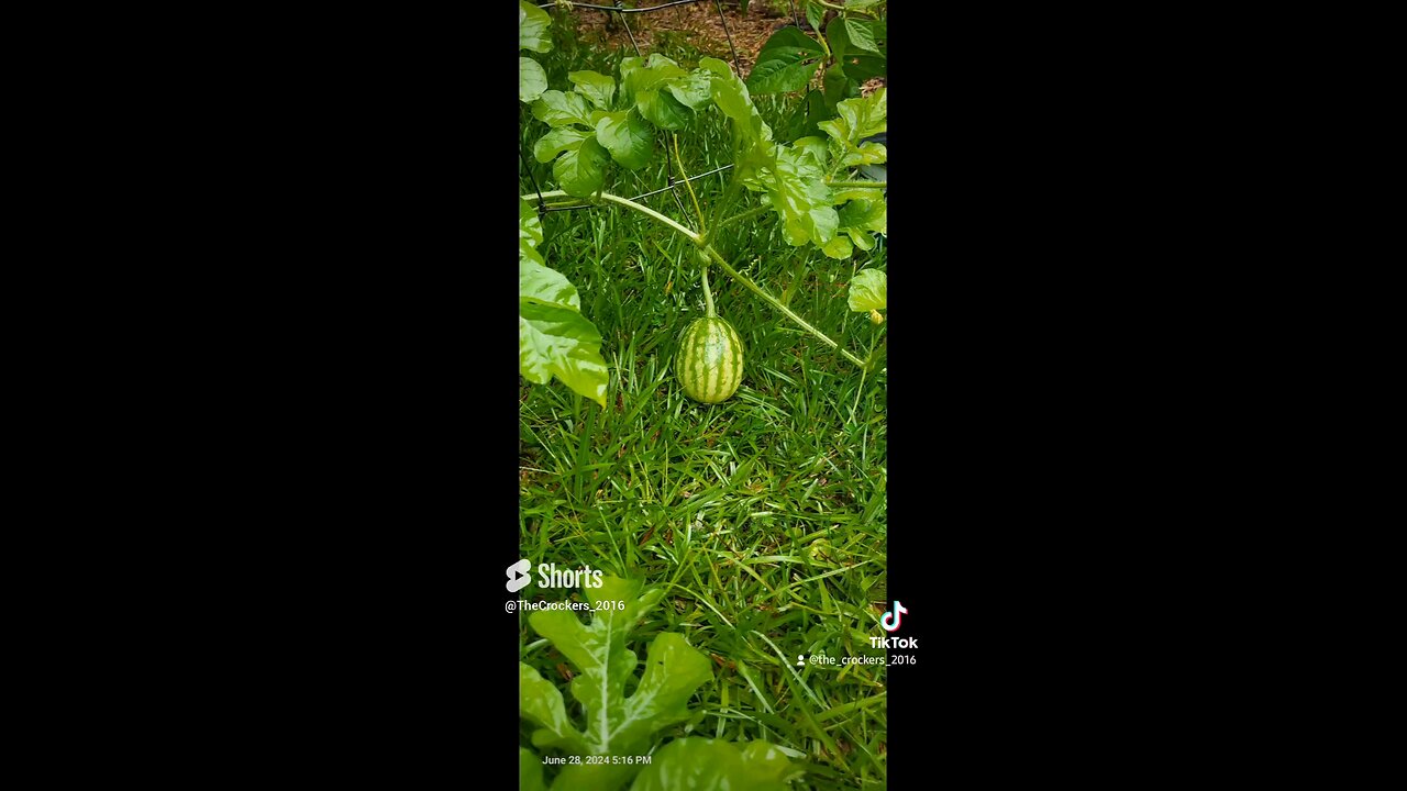 Watermelon Growing