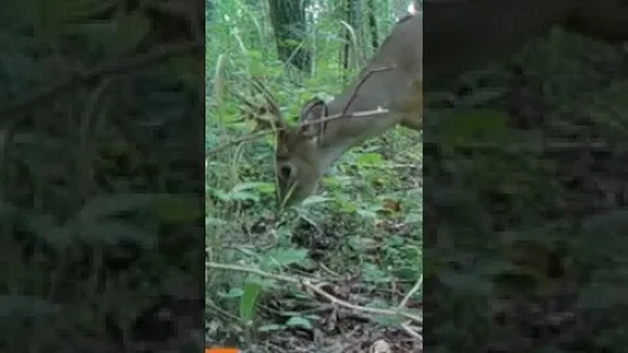 Young Buck foraging in the woods. #hunting #deer #trailcam