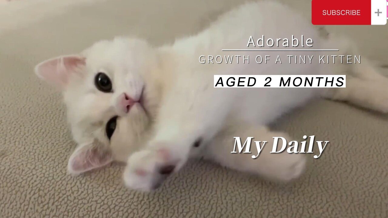Adorable Growth Of A Tiny Kitten Aged 2 Months