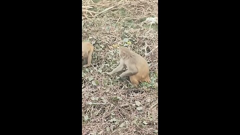 monkey🐒🐒 #funny #comedy#viral #trending #monkey #shorts #yt