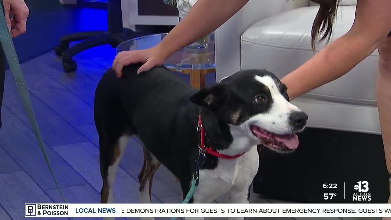 Pet of the week: Tonya