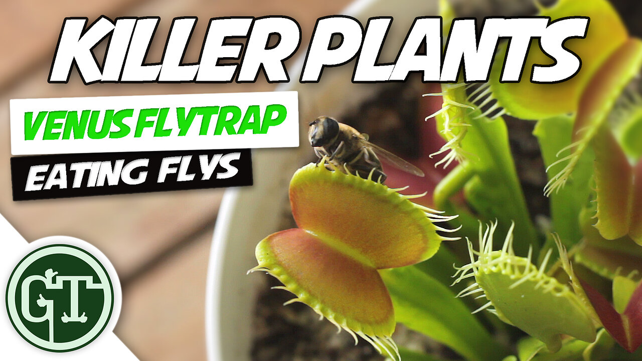 Venus Fly Trap Eats Fly