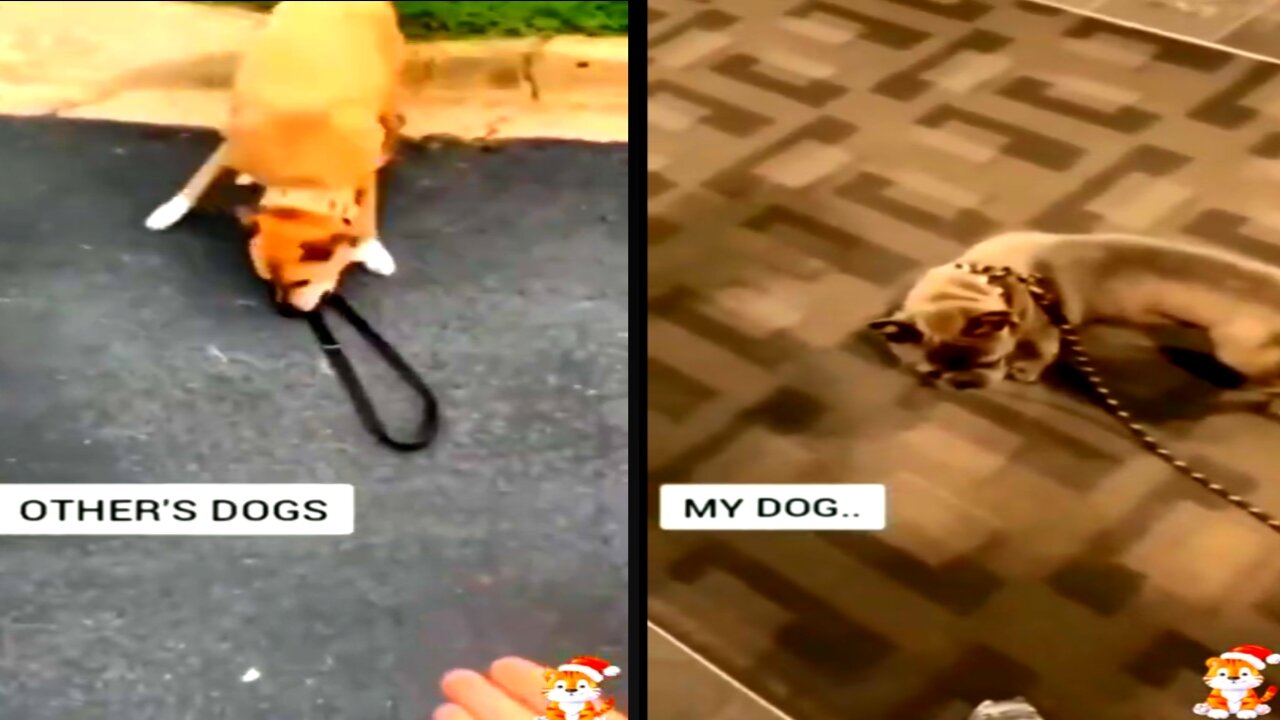 Other's dog vs my, dog what is different, dog video, how to train dog