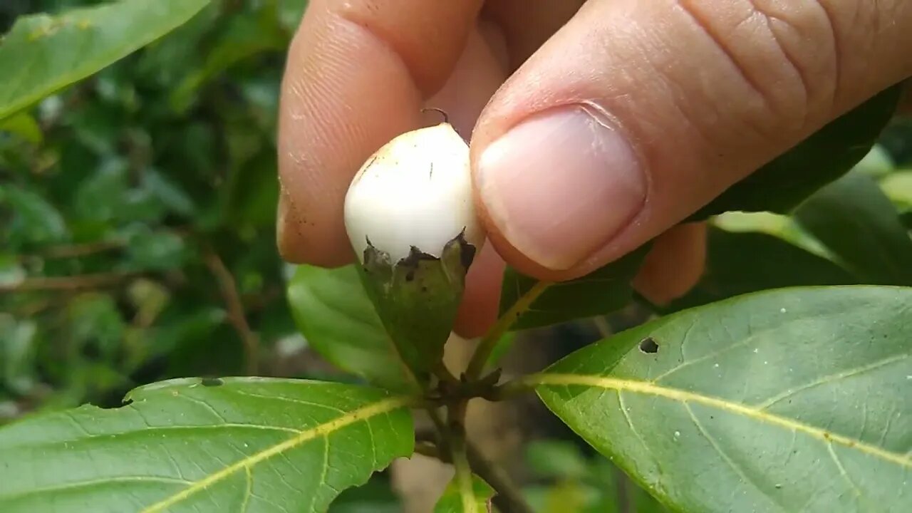 frutíferas produzindo em vaso frutinha de leite pitanga preta amora gigante araçá boi iogurte...