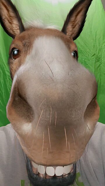 Just because I'm a donkey, don't mean.