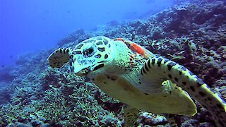 Friendly sea turtle greets and swims with delighted scuba diver