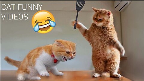 Funniest cats🐱In The World😂 Funny and Fails Pets Video